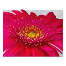 Marguerite de Gerbera 11 x 14 Photo Sur Toile