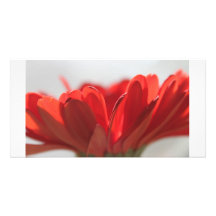 Marguerite de Gerbera au soleil Cartes De Vœux Avec Photo