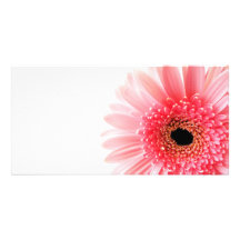 Marguerite de Gerbera Cartes Avec Photo