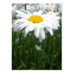 Marguerite de ressort cartes postales