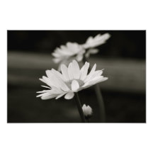 Marguerite des prés en noir et blanc impressions photo