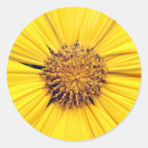 Marguerite jaune Background.jpg de Gerbera Autocollants Ronds