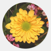 Marguerite jaune de Gerber Adhésifs Ronds