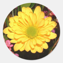 Marguerite jaune de Gerber Autocollants Ronds