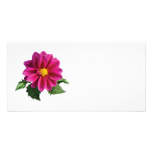 Marguerite magenta de Gerbera Cartes Avec Photo