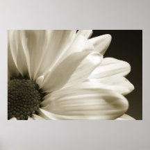 Marguerite noire et blanche poster