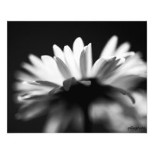 Marguerite Photo D’art