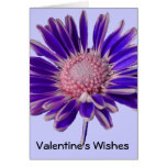 Marguerite pourpre Valentine Cartes De Vœux