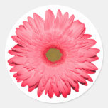 Marguerite rose de Gerber Adhésif
