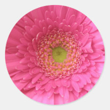 Marguerite rose de Gerber Autocollant Rond