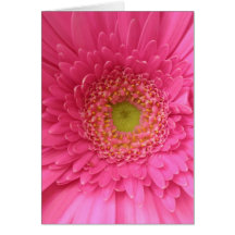 Marguerite rose de Gerber Carte
