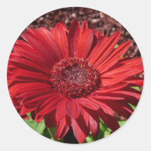 Marguerite rouge de Gerber Autocollants