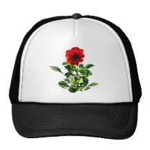 Marguerite rouge de Gerbera Casquettes