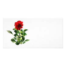 Marguerite rouge de Gerbera Photocarte Customisée