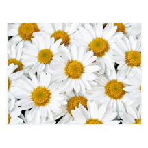 Marguerites Cartes Postales