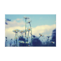 Marguerites cieux impressions sur toile