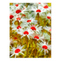 Marguerites in Field Post Cards