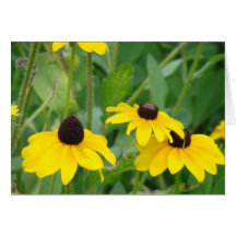 Marguerites jaunes carte