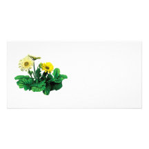Marguerites jaunes de Gerbera Cartes De Vœux Avec Photo