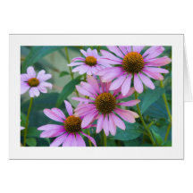 Marguerites pourpres # 248 cartes de vœux