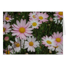 Marguerites roses carte de vœux