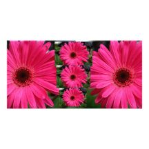 Marguerites roses de Gerbera Cartes De Vœux Avec Photo