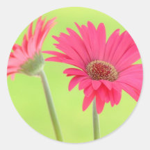 Marguerites roses personnalisables de Gerber sur l Adhésifs
