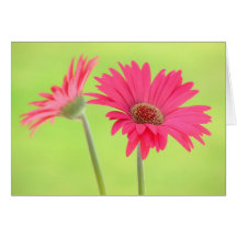 Marguerites roses personnalisables de Gerber sur l Cartes De Vœux