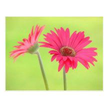 Marguerites roses personnalisables de Gerber sur l Cartes Postales