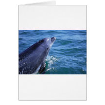 maria greeting cards
