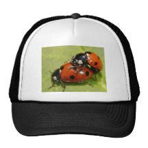 Marienkäfer Kult Cap