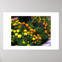 Marigold Garden Posters