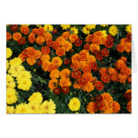 Marigold Greeting Card