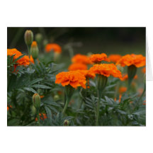 Marigold Greeting Card