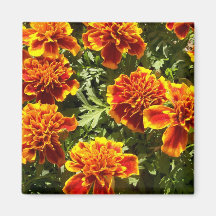 Marigold Magnet