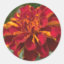 marigold sticker
