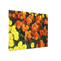 Marigold Stretched Canvas Print