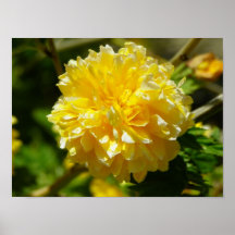 marigold up close poster