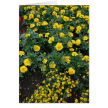 Marigolds and daisies cards
