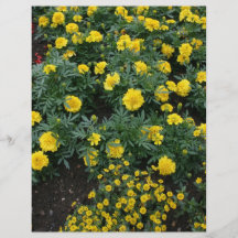 Marigolds and daisies full color flyer