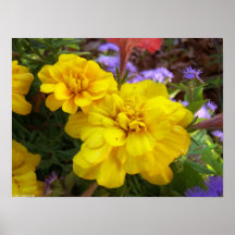 Marigolds Art Poster Print