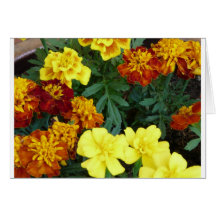 marigolds card