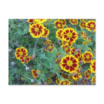 Marigolds Postcards