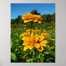 Marigolds Posters