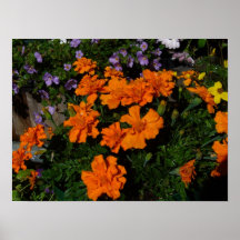 marigolds posters