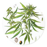 Marijuana - Round Sticker