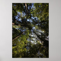 Marin County, California forest Poster