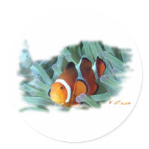 Marine Aquarium Fish by FishTs.com
