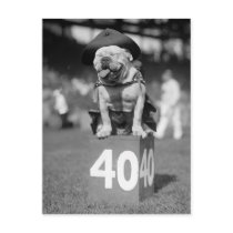 Marine Corps Mascot, 1920s Postcards