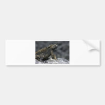 Marine iguana and lava lizard Galapagos Bumper Stickers